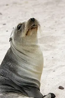 Wolleback: Galapagos Sealion