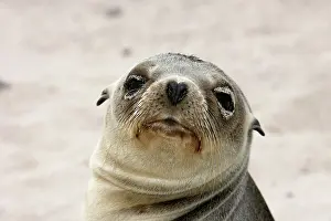 Wolleback: Galapagos Sealion