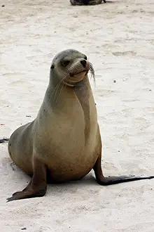 Wolleback: Galapagos Sealion
