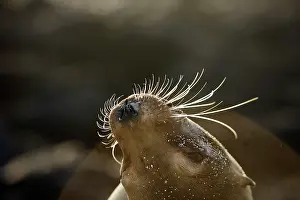 Wolleback: Galapagos Sealion