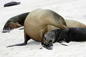 Wolleback: Galapagos Sealion