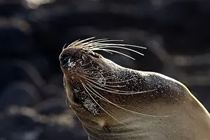 Wolleback: Galapagos Sealion