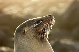 Wolleback: Galapagos Sealion