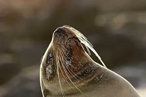 Wolleback: Galapagos Sealion