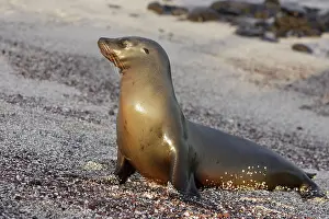 Wolleback: Galapagos Sealion