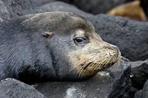 Wolleback: Galapagos Sealion
