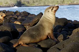 Wolleback: Galapagos Sealion