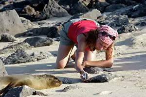 Wollebaeki: Galapagos Sealion