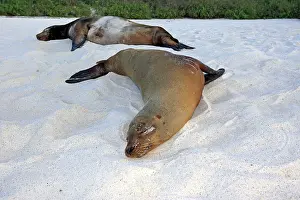 Wollebaeki: Galapagos Sealion