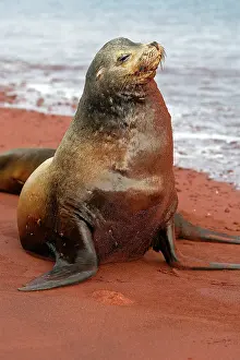 Wollebaeki: Galapagos Sealion