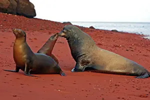 Wollebaeki: Galapagos Sealion