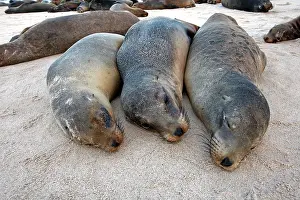 Wollebaeki: Galapagos Sealion
