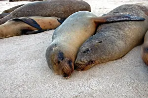 Wollebaeki: Galapagos Sealion