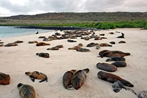 Wollebaeki: Galapagos Sealion