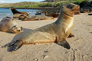 Wollebaeki: Galapagos Sealion