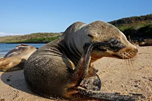 Itchy: Galapagos Sealion