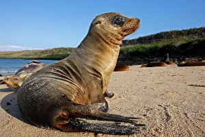 Wollebaeki: Galapagos Sealion