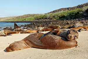 Wollebaeki: Galapagos Sealion