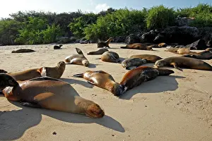 Wollebaeki: Galapagos Sealion