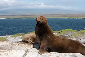 Wollebaeki: Galapagos Sealion