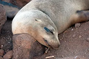 Wollebaeki: Galapagos Sealion