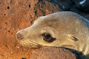 Wollebaeki: Galapagos Sealion
