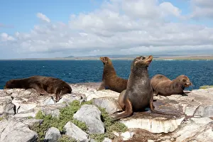 Wollebaeki: Galapagos Sealion
