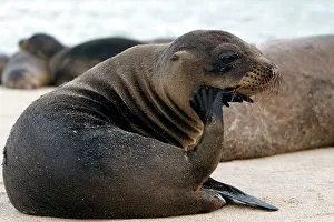 Wollebaeki: Galapagos Sealion