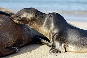 Wollebaeki: Galapagos Sealion