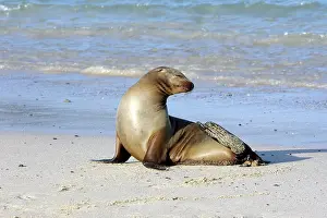 Wollebaeki: Galapagos Sealion