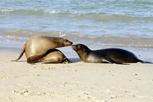 Wollebaeki: Galapagos Sealion