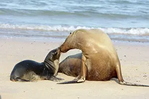Wollebaeki: Galapagos Sealion