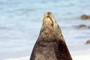 Wollebaeki: Galapagos Sealion