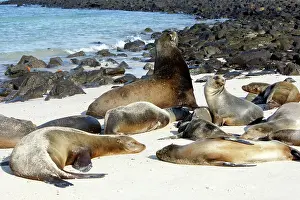 Wollebaeki: Galapagos Sealion