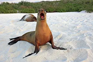 Confrontational: Galapagos Sealion
