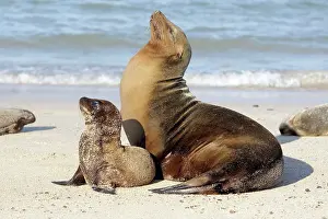 Pinnipeds: Galapagos Sealion