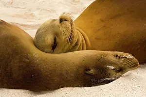 Wollebacki: Galapagos Sealion - on the beach