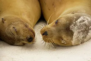 Wollebacki: Galapagos Sealion - on the beach