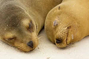 Wollebacki: Galapagos Sealion - on the beach