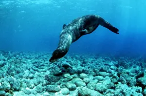 Showing: GALAPAGOS SEALION - dives underwater showing seabed