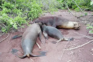 Wolleback: Galapagos Sealion - Female with 2 young (one year
