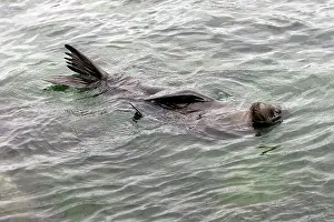 Wolleback: Galapagos Sealion - floating in sea