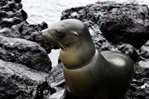Casualties: Galapagos Sealion with lace / plastic ring caught