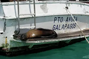 Encroachment: Galapagos Sealion - lying on edge of boat