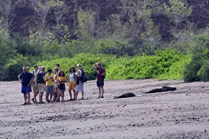 Wolleback: Galapagos Sealion with tourists on beach
