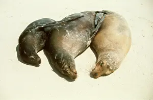 Contentment: GALAPAGOS SEALION - x three basking on beach