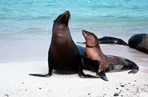 Victims: Galapagos SEALION - young sealion doomed to a slow