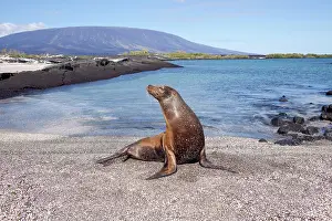 Californianus: Galapagos sealion Zalophus californianus wollebacki Punta Es