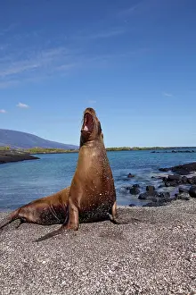 Californianus: Galapagos sealion Zalophus californianus wollebacki Punta Es