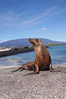 Californianus: Galapagos sealion Zalophus californianus wollebacki Punta Es